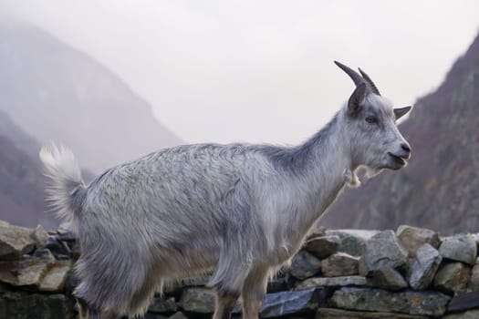 A goat is positioned beside a stone wall, showcasing its long, fluffy fur and majestic presence against a hazy mountain landscape during the late afternoon.