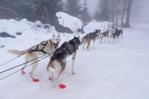 A team of sled dogs pulls a sled through a snowy terrain shrouded in fog, showcasing their strength and agility in chilly winter weather.