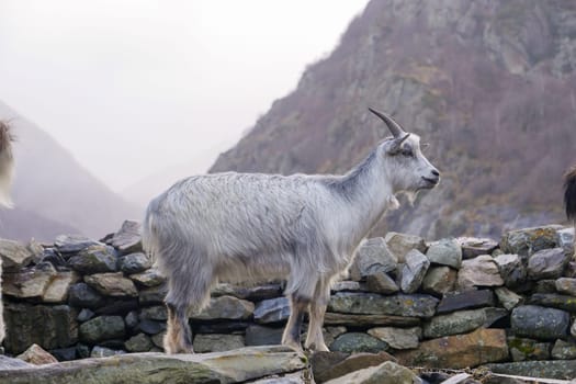 A mountain goat stands alert beside a stone wall, surrounded by rocky hills. The gentle light of dusk bathes the area, creating a serene atmosphere in the mountains.