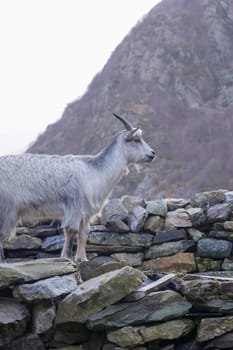 A grey goat is perched on a stone wall, looking out over a rocky mountain landscape. Soft morning light enhances the serene atmosphere of the scene.