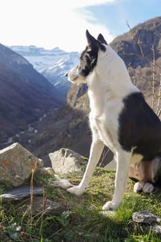 A black and white dog sits calmly on lush green grass and rocky ground, gazing out over a breathtaking view of mountains and snow. The clear sky enhances the tranquil atmosphere.