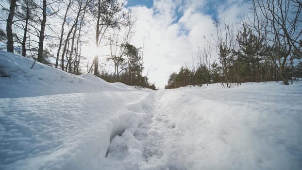 Snowy forest path curving through pine trees, sunlight casting golden highlights on pristine white landscape