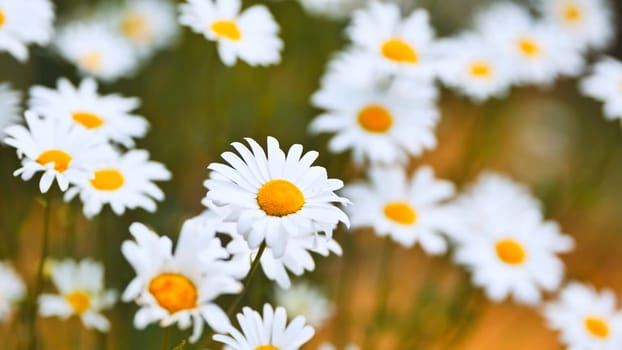 Beautiful white daisies with yellow centers are blooming in a summer meadow, creating a picturesque natural scene