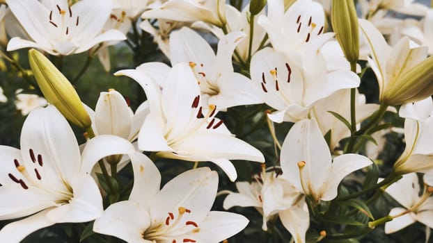 Close up of delicate white lilies blooming, showcasing their elegant beauty and creating a stunning floral display in a garden setting