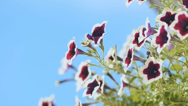 Beautiful petunia flowers with white and purple petals are blooming against a clear blue sky, creating a perfect image of family and nature's beauty