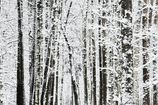 The heavy snowfall in a wild park, winter fairy tale in the forest, snow-covered tree branches, large flakes of snow are slowly falling, nobody, snow storm, blizzard. High quality photo