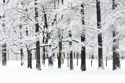The heavy snowfall in a wild park, winter fairy tale in the forest, snow-covered tree branches, large flakes of snow are slowly falling, nobody, snow storm, blizzard. High quality photo