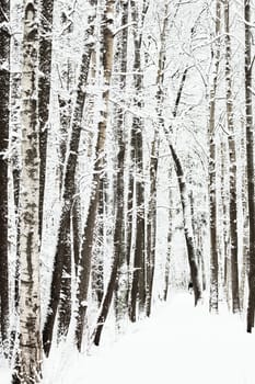 The heavy snowfall in a wild park, winter fairy tale in the forest, snow-covered tree branches, large flakes of snow are slowly falling, nobody, snow storm, blizzard. High quality photo