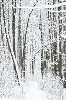 The heavy snowfall in a wild park, winter fairy tale in the forest, snow-covered tree branches, large flakes of snow are slowly falling, nobody, snow storm, blizzard. High quality photo