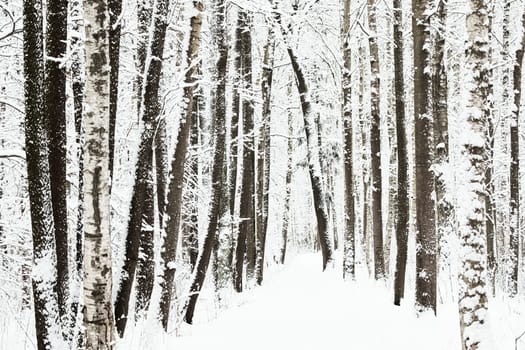 The heavy snowfall in a wild park, winter fairy tale in the forest, snow-covered tree branches, large flakes of snow are slowly falling, nobody, snow storm, blizzard. High quality photo