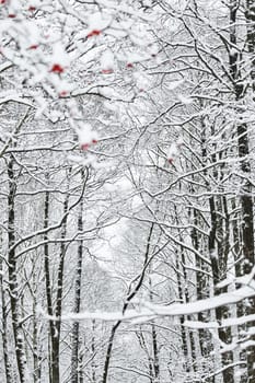 The heavy snowfall in a wild park, winter fairy tale in the forest, snow-covered tree branches, large flakes of snow are slowly falling, nobody, snow storm, blizzard. High quality photo