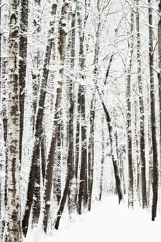 The heavy snowfall in a wild park, winter fairy tale in the forest, snow-covered tree branches, large flakes of snow are slowly falling, nobody, snow storm, blizzard. High quality photo