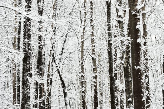 The heavy snowfall in a wild park, winter fairy tale in the forest, snow-covered tree branches, large flakes of snow are slowly falling, nobody, snow storm, blizzard. High quality photo
