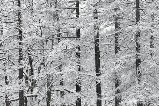 The heavy snowfall in a wild park, winter fairy tale in the forest, snow-covered tree branches, large flakes of snow are slowly falling, nobody, snow storm, blizzard. High quality photo