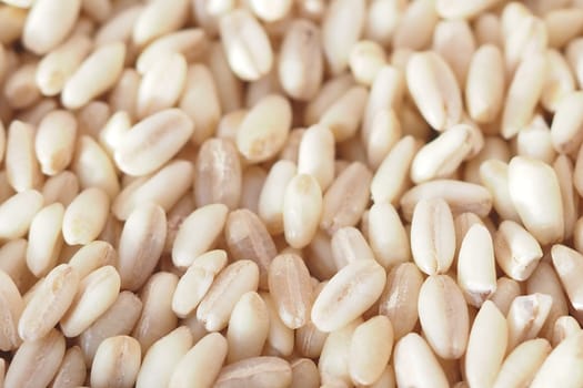 Pine nuts are spread out on a smooth surface, showcasing their oval shape and pale color. Ideal for garnishing dishes, these seeds add flavor and texture.