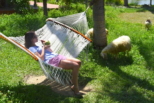 Young woman resting in hammock, drinking coconut juice near sheeps eating grass