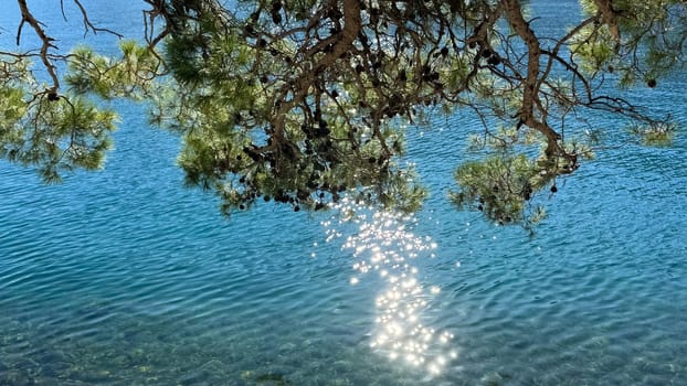 Sunlight sparkles on the surface of clear blue water, viewed through pine tree branches