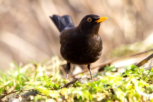blackbird in a spring meadow, wildlife