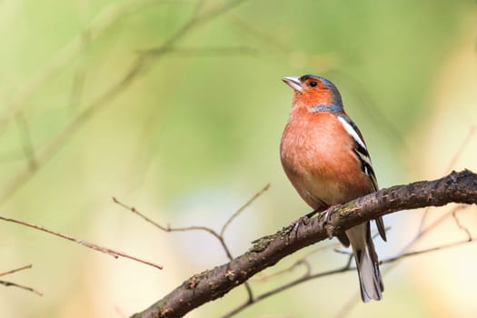 spring bird, chaffinch sings sitting on a branch , wildlife
