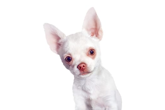 white chihuahua isolated on white background, Love