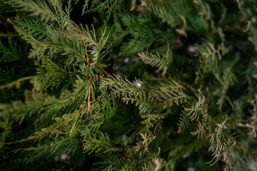 A group of palm trees next to a tree. High quality photo, green branches of evergreen cypress. the photo has a horizontal orientation