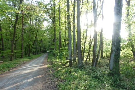 Waldweg mit Sonne