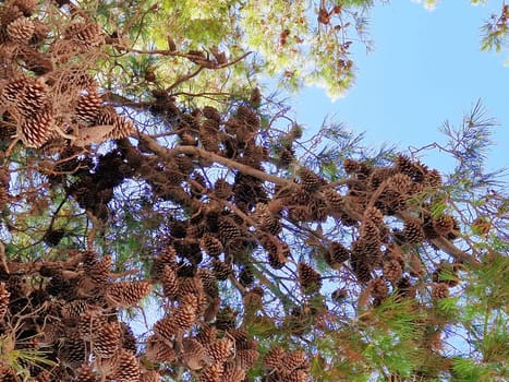 Pine tree branches densely covered with brown pinecones against a bright blue sky. A natural outdoor scene showcasing evergreen foliage and abundant cones, perfect for nature and forestry themes.