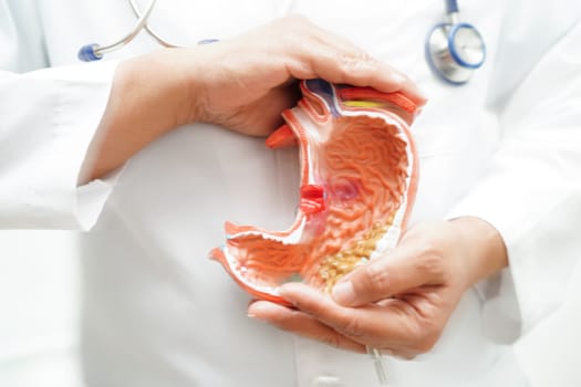 Stomach disease, doctor holding anatomy model for study diagnosis and treatment in hospital.