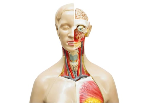 Human body anatomy organ model with brain isolated on white background with clipping path for study education medical course.