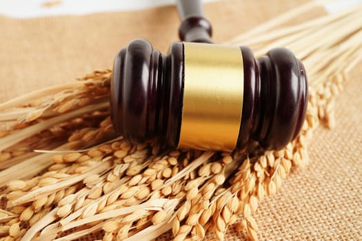 Judge gavel hammer with good grain rice from agriculture farm. Law and justice court concept.