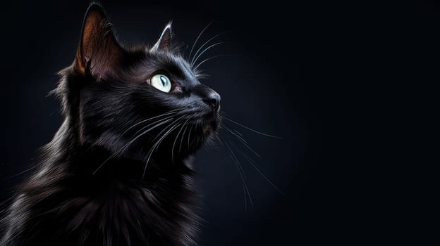 Black beautiful cute cat on a dark background on the day of Black Friday.