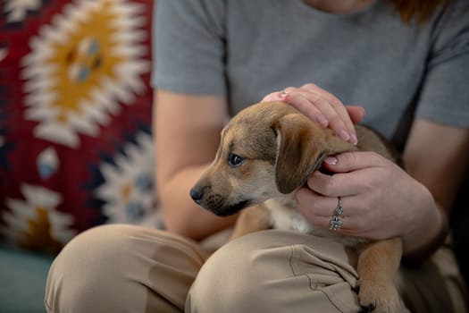 A cute little puppy is happily receiving gentle affection and love from its caring owner in a cozy indoor setting