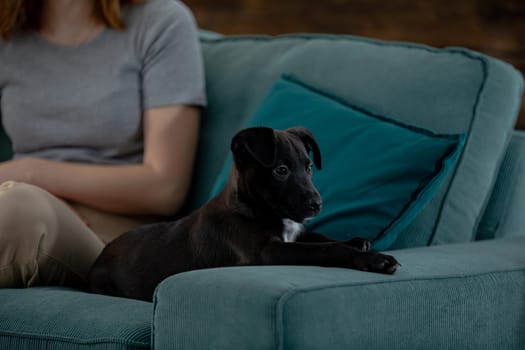 A dog is lounging contently and comfortably on a plush couch, savoring the cozy and warm atmosphere of its living room