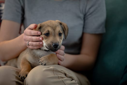 A sweet little puppy nestled comfortably in a persons lap while enjoying some affectionate moments together