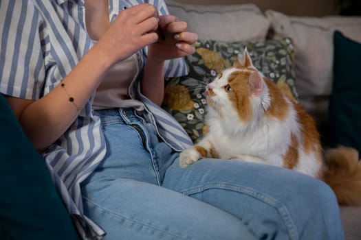 A person is playfully engaging in a delightful interaction with a charming orange and white cat on a cozy couch