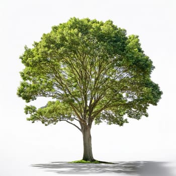 oak tree over white background, AI generated image