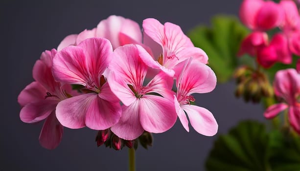 pink geranium flowers, AI generated image