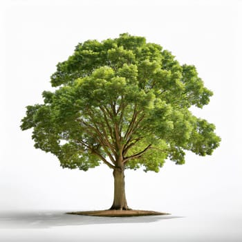 oak tree over white background, AI generated image