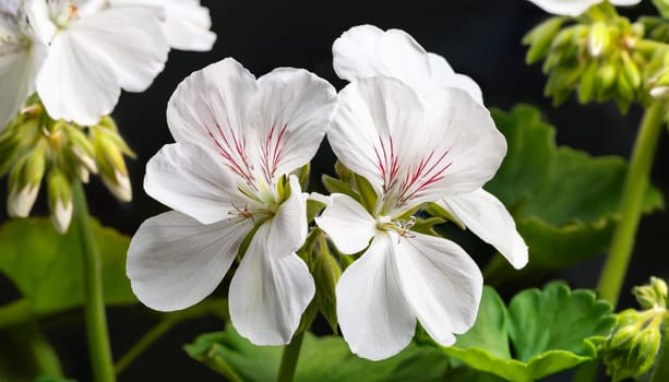 white geranium flowers, AI generated image