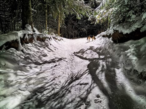 A dog walks a snowy forest trail at night, with tall trees and soft moonlight creating a peaceful vibe.