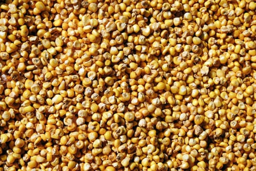 Close up of Corn seed grains. Food background. Top view.
