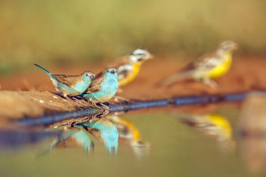 Blue-breasted Cordonbleu standing along waterhole with reflection in Greater Kruger National park, South Africa ; Specie Uraeginthus angolensis family of Estrildidae