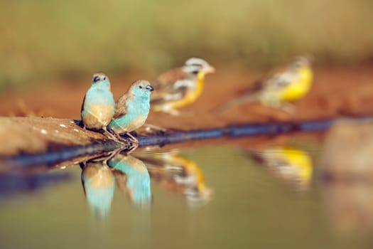 Blue-breasted Cordonbleu standing along waterhole with reflection in Greater Kruger National park, South Africa ; Specie Uraeginthus angolensis family of Estrildidae