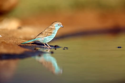 Blue-breasted Cordonbleu standing along waterhole in morning ight  in Greater Kruger National park, South Africa ; Specie Uraeginthus angolensis family of Estrildidae