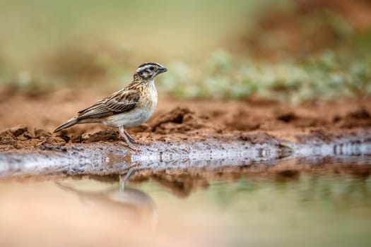  Eastern Paradise-Whydah female ground level along waterhole in Greater Kruger National park, South Africa ; Specie Vidua paradisaea family of Viduidae