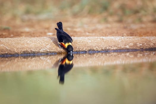 Eastern Paradise-Whydah front view drinking in waterhole in Greater Kruger National park, South Africa ; Specie Vidua paradisaea family of Viduidae