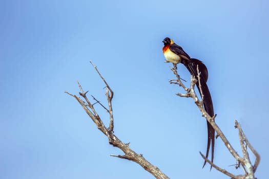Eastern Paradise-Whydah male isolated in blue sky in Greater Kruger National park, South Africa ; Specie Vidua paradisaea family of Viduidae