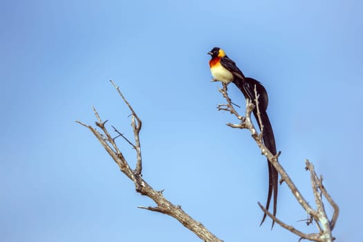 Eastern Paradise-Whydah male isolated in blue sky in Greater Kruger National park, South Africa ; Specie Vidua paradisaea family of Viduidae