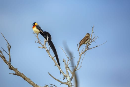 Eastern Paradise-Whydah couple standing on branch isolated in blue sky in Greater Kruger National park, South Africa ; Specie Vidua paradisaea family of Viduidae