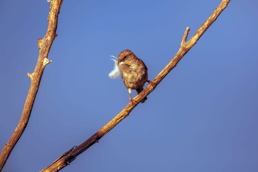Mariqua Sunbird female standing on a branch isolated in blue sky in Greater Kruger National park, South Africa ; Specie Cinnyris mariquensis family of Nectariniidae